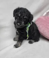 Jagger, a male Schnoodle for sale in Bolivar, MO – 4 of 9