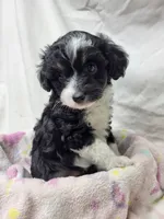 Sweetie, a female Miniature Aussiedoodle for sale in Bolivar, MO – 4 of 5
