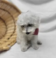 Raffles, a male Schnoodle for sale in Bolivar, MO – 8 of 9