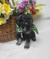 Jagger, a male Schnoodle for sale in Bolivar, MO – 6 of 9
