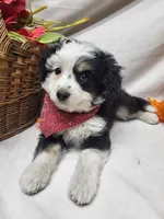Paddy (hold), a male Miniature Aussiedoodle for sale in Bolivar, MO – 5 of 7