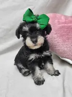 Ivy, a female Schnoodle for sale in Bolivar, MO – 7 of 9