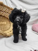 Duches, a female Poodle - Miniature  for sale in Bolivar, MO – 6 of 8