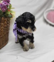 Dash, a male Schnoodle for sale in Bolivar, MO – 8 of 9