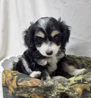 Pongo, a male Miniature Aussiedoodle for sale in Bolivar, MO – 4 of 6
