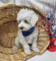 Jefferson, a male Schnoodle for sale in Bolivar, MO – 8 of 9