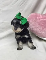 Ivy, a female Schnoodle for sale in Bolivar, MO – 3 of 9