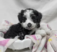 Lady, a female Miniature Aussiedoodle for sale in Bolivar, MO – 4 of 5