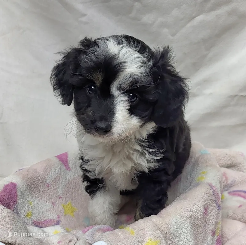 Amanda – Miniature Aussiedoodle puppy for sale in Bolivar, MO