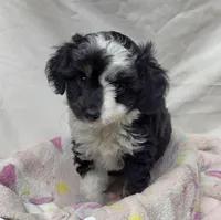 Amanda, a female Miniature Aussiedoodle for sale in Bolivar, MO – 1 of 5