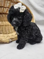 Duches, a female Poodle - Miniature  for sale in Bolivar, MO – 3 of 8