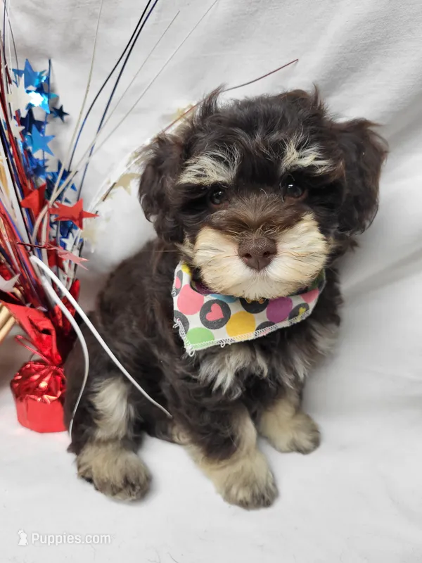 Camp – Schnoodle puppy for sale in Bolivar, MO