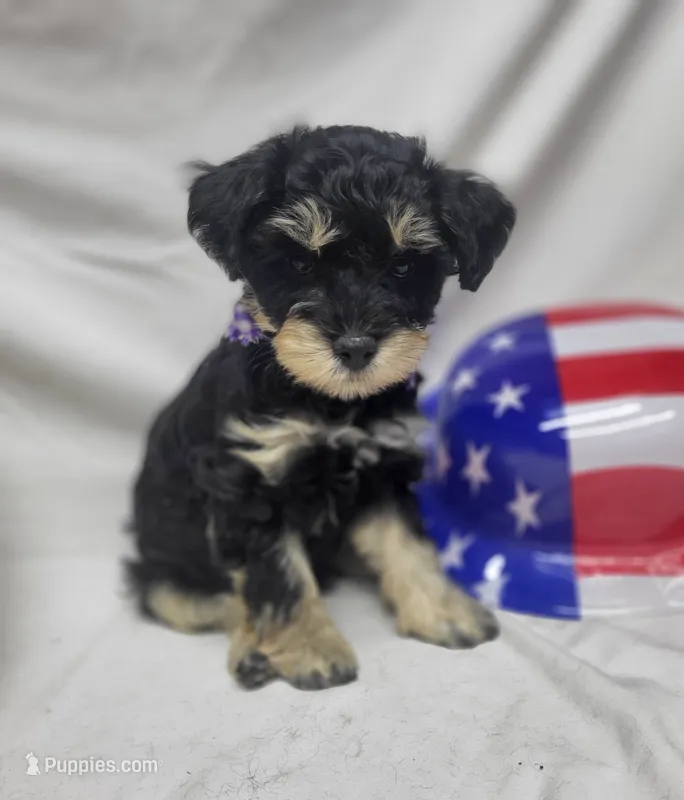 Dash – Schnoodle puppy for sale in Bolivar, MO