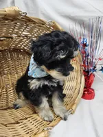 Dash, a male Schnoodle for sale in Bolivar, MO – 7 of 9