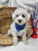 Jefferson, a male Schnoodle for sale in Bolivar, MO – 4 of 9