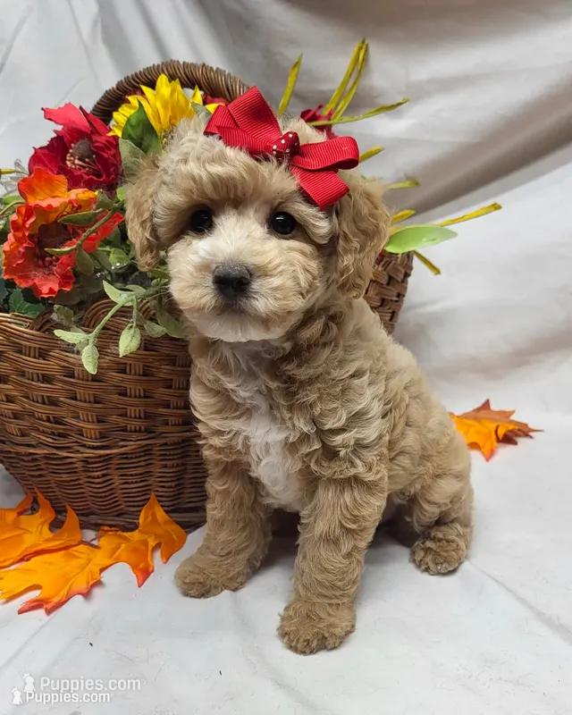 Precious – Poodle - Miniature  puppy for sale in Bolivar, MO