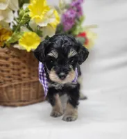 Dash, a male Schnoodle for sale in Bolivar, MO – 2 of 9