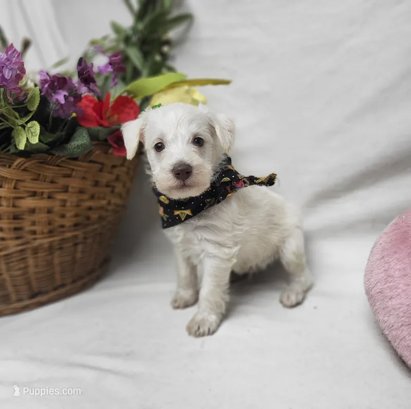 King – Schnoodle puppy for sale in Bolivar, MO
