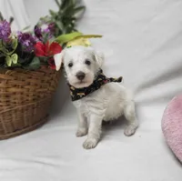 King, a male Schnoodle for sale in Bolivar, MO – 7 of 7