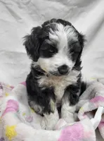 Lady, a female Miniature Aussiedoodle for sale in Bolivar, MO – 3 of 5