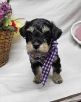 Dash, a male Schnoodle for sale in Bolivar, MO – 7 of 9