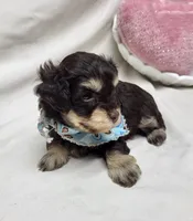 Camp, a male Schnoodle for sale in Bolivar, MO – 4 of 6