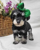 Ivy, a female Schnoodle for sale in Bolivar, MO – 8 of 9