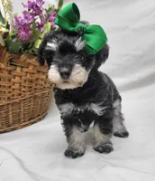 Ivy, a female Schnoodle for sale in Bolivar, MO – 9 of 9