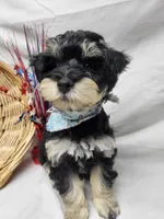 Dash, a male Schnoodle for sale in Bolivar, MO – 5 of 9