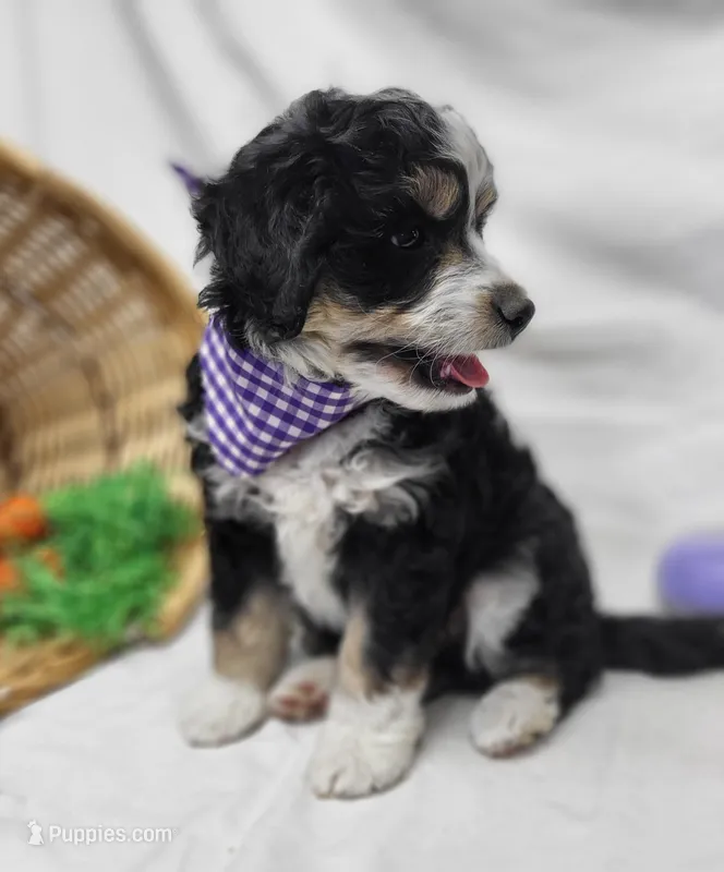 Baloo – Miniature Aussiedoodle puppy for sale in Bolivar, MO