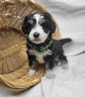Baloo, a male Miniature Aussiedoodle for sale in Bolivar, MO – Photo 5 of 5