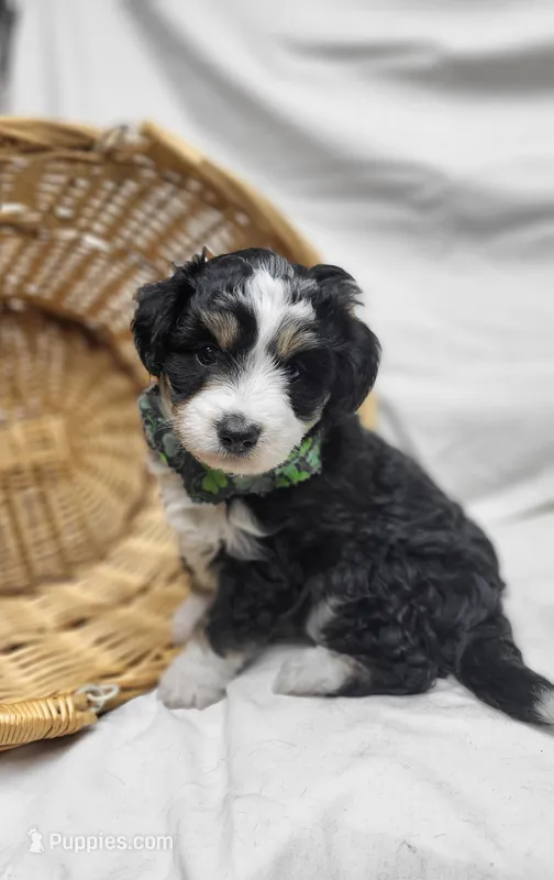 Baloo, a male Miniature Aussiedoodle for sale in Bolivar, MO – Photo 1 of 5