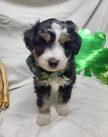 Baloo, a male Miniature Aussiedoodle for sale in Bolivar, MO – Photo 2 of 5