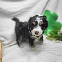 Baloo, a male Miniature Aussiedoodle for sale in Bolivar, MO – Photo 3 of 5