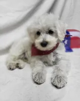 Raffles, a male Schnoodle for sale in Bolivar, MO – 7 of 9
