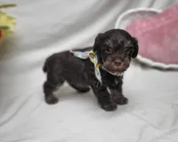 Chip, a male Schnoodle for sale in Bolivar, MO – 2 of 6
