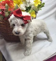 Diamond, a female Schnoodle for sale in Bolivar, MO – 5 of 7