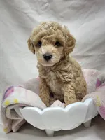 Precious, a female Poodle - Miniature  for sale in Bolivar, MO – 3 of 5