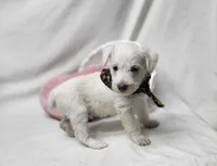 King, a male Schnoodle for sale in Bolivar, MO – 3 of 7