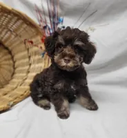 Chip (hold), a male Schnoodle for sale in Bolivar, MO – 7 of 9