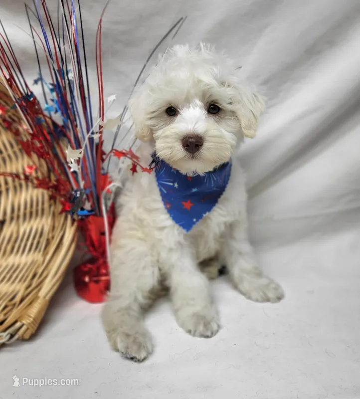 Jefferson – Schnoodle puppy for sale in Bolivar, MO