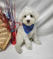 Jefferson, a male Schnoodle for sale in Bolivar, MO – 7 of 9