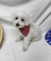 Raffles, a male Schnoodle for sale in Bolivar, MO – 5 of 9