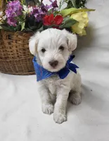 Jefferson, a male Schnoodle for sale in Bolivar, MO – 7 of 7