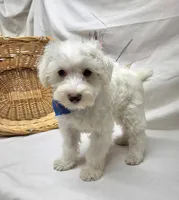 Jefferson, a male Schnoodle for sale in Bolivar, MO – 5 of 9