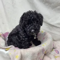 Duchess, a female Poodle - Miniature  for sale in Bolivar, MO – 4 of 6