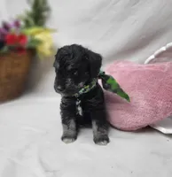 Jagger, a male Schnoodle for sale in Bolivar, MO – 7 of 9