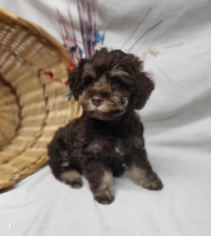 Chip – Schnoodle puppy for sale in Bolivar, MO