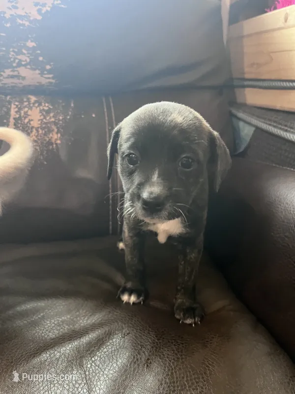 ? – Beagle puppy for sale in Binghamton, NY