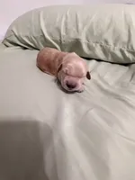 Hero, a male Golden Retriever for sale in Miami, FL – Photo 4 of 8